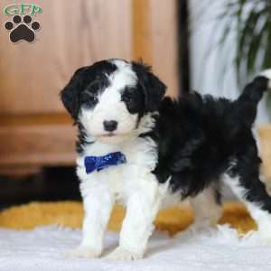 Thumper, Mini Sheepadoodle Puppy